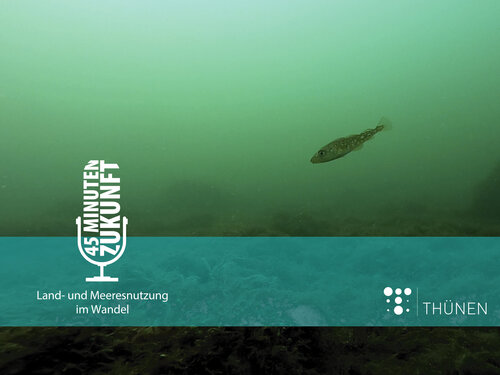 Seabed with a fish.