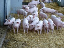 Pig husbandry of the future
