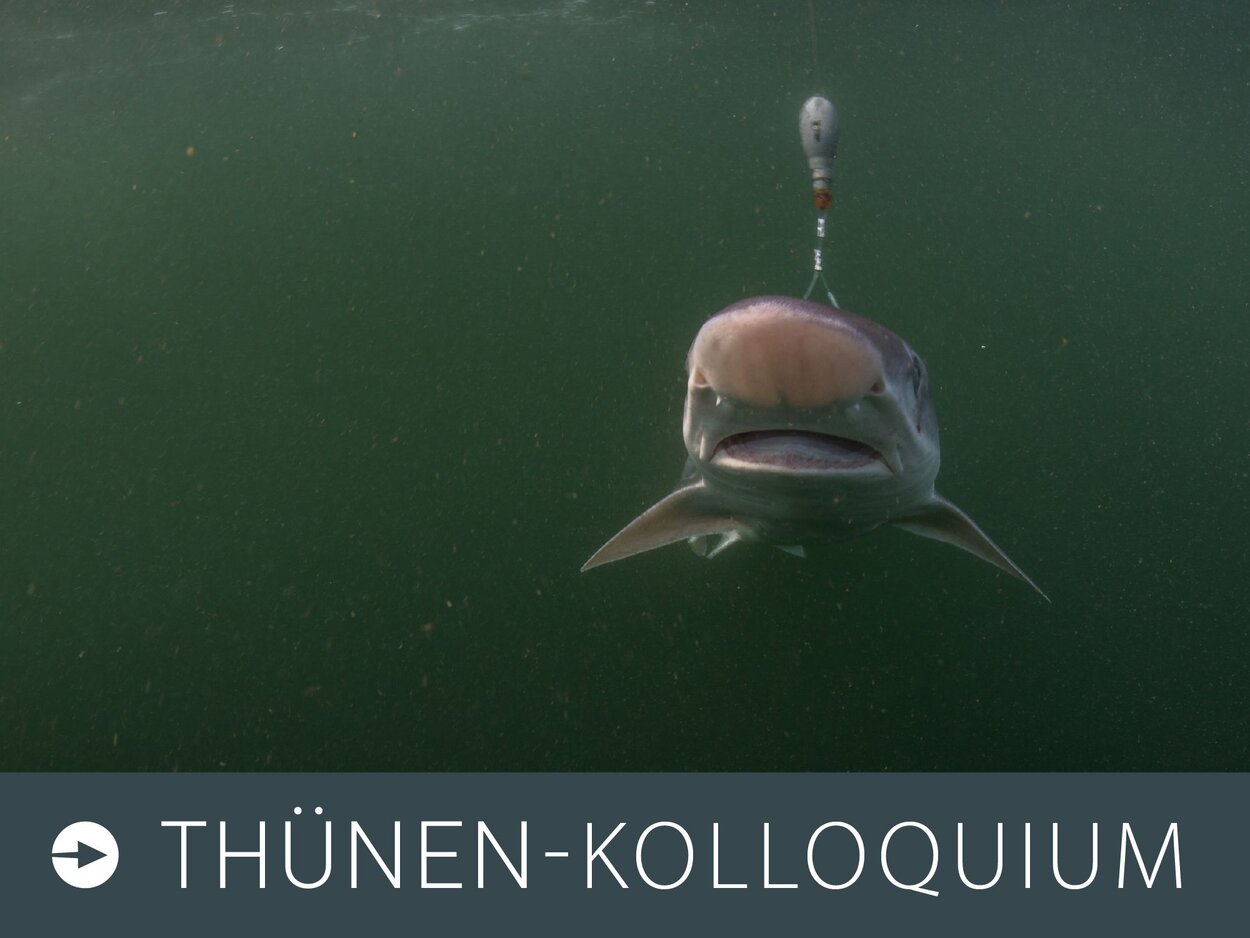Foto zum Thünen-Kolloquium: Ein Hundshai von vorn in der Nordsee.