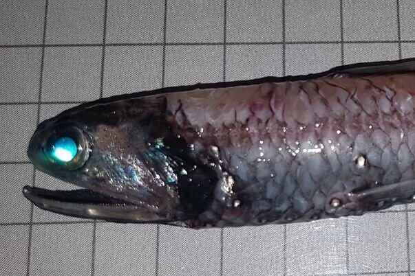 Leuchtsardine