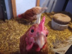 sLowFeedChickIns