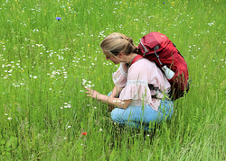 LInCa - Ökologische Aufwertung des Campus für den Schutz von Insekten