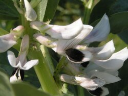 Strengthen the cultivation of legumes