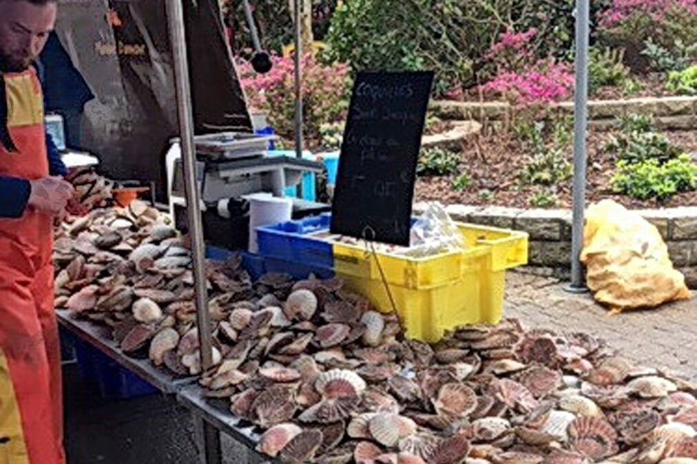 Jakobsmuscheln frisch vom Fischer am Wochenmarkt in Brest.