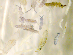 Diversität der Bodenfauna in Agrarökosystemen