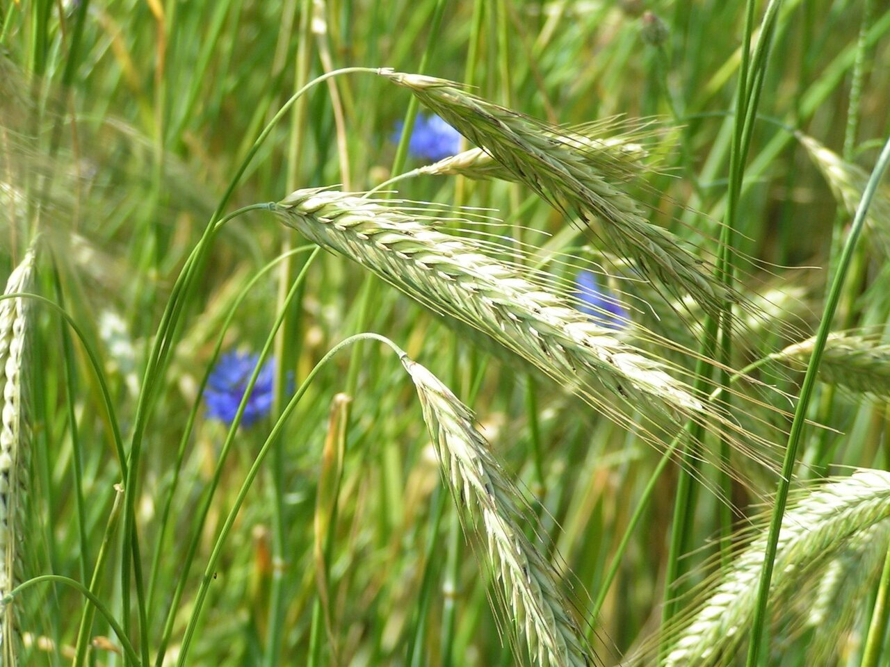 Cornflowers in rye field