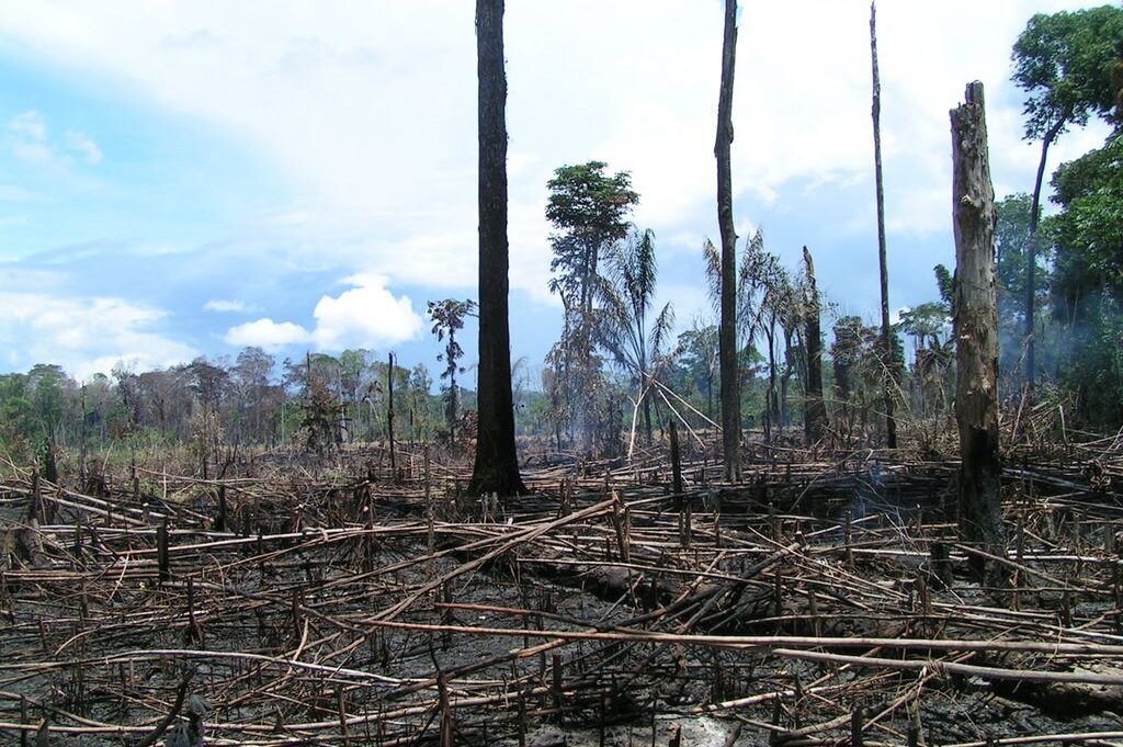 Fire-cleared primeval forest area