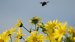Förderung von Insekten in Agrarlandschaften durch nachwachsende Rohstoffe