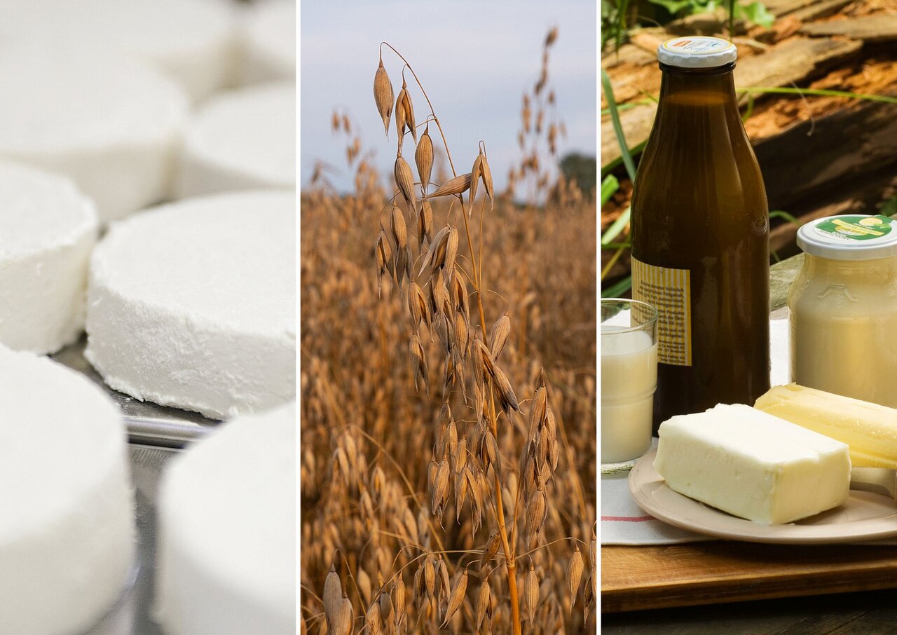 Bildcollage aus 3 Fotos: Frischkäse aus Ziegenmilch, Getreidefeld mit reifem Hafer, Bio-Molkereiprodukte