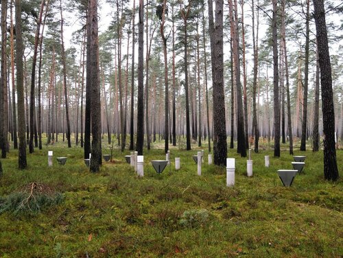 Level II monitoring plot in the Schorfheide/Brandenburg View of a wooded area with white upright pipes on the ground between the trees.