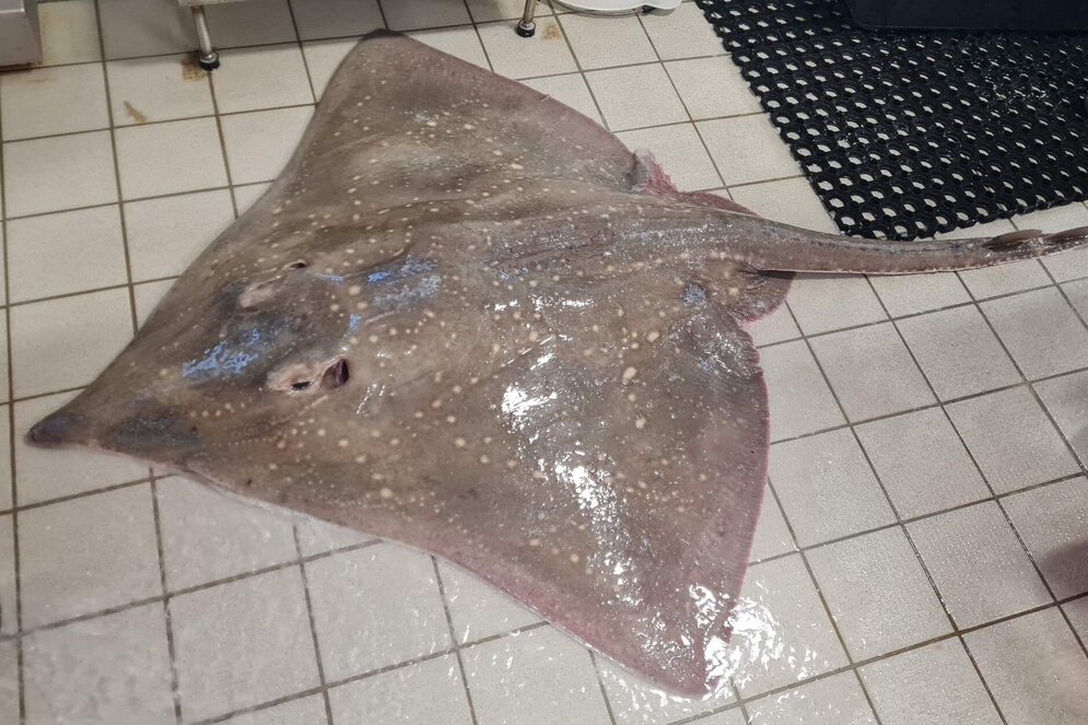 Ein trapezförmiger Fisch.