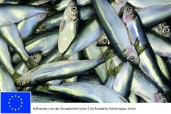 From a fish sample to stock assessment
